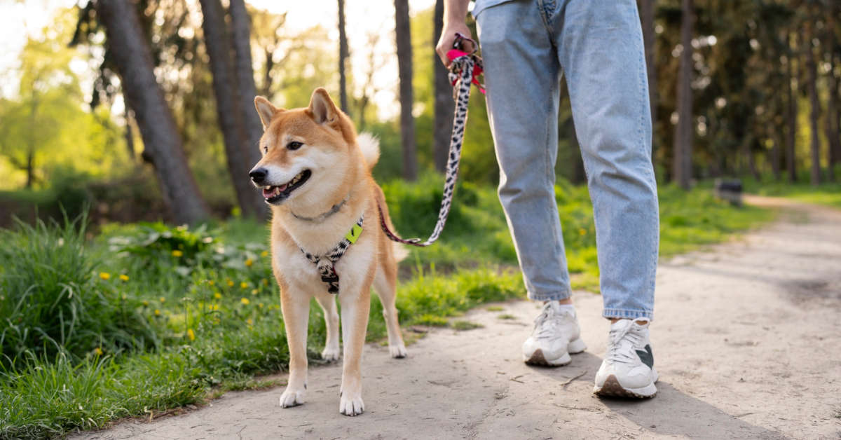 Gdzie w polskie góry wybrać się z psem?