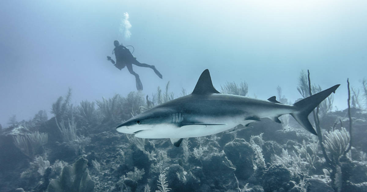 Czy w Grecji są rekiny? Obalamy turystyczne mity